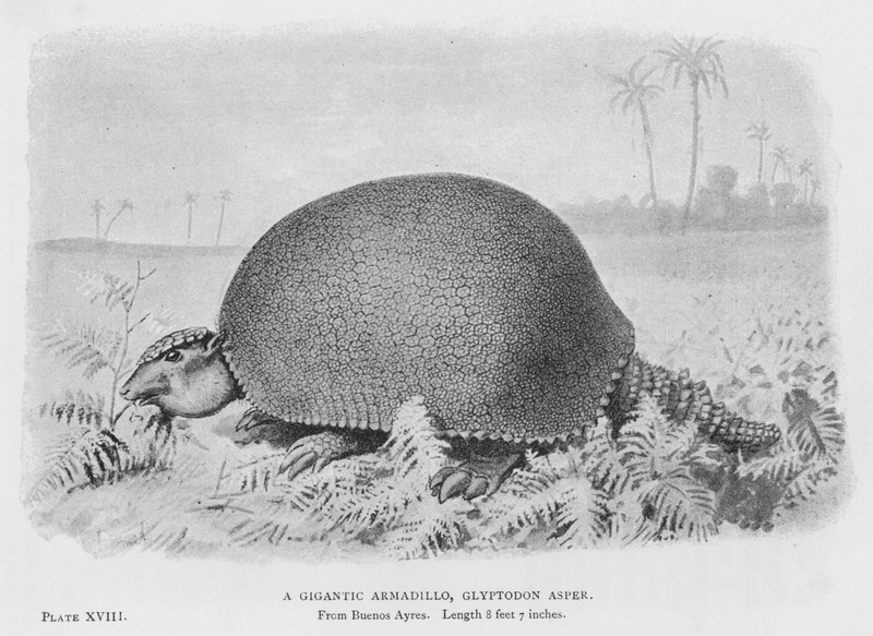 En gigantisk bältdjur, Glyptodon Asper (litho) av European School
