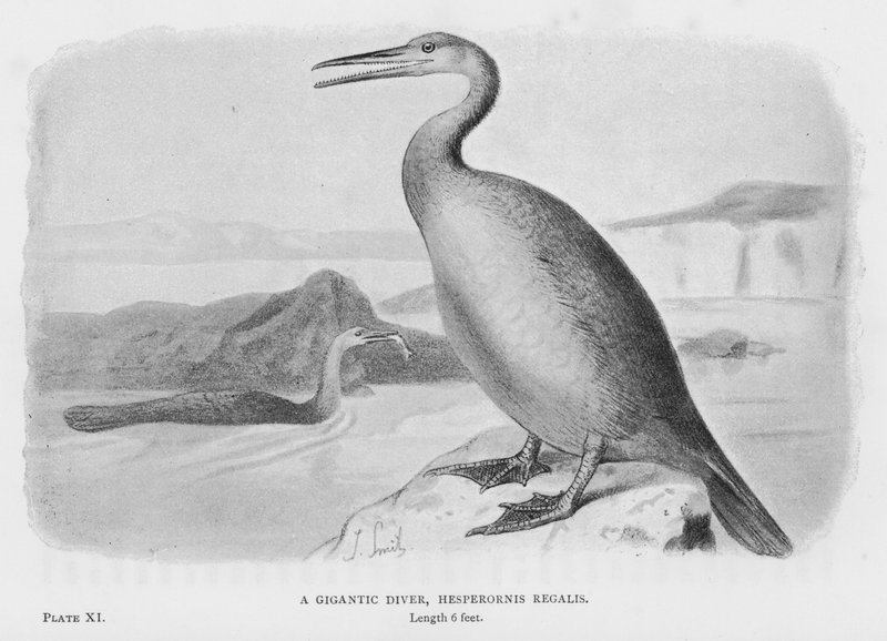 En gigantisk dykare, Hesperornis Regalis (foto) av European School