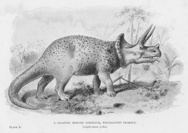 En gigantisk hornad dinosaurie, Triceratops Prorsus (litho) av European School