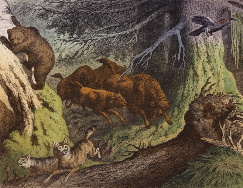 En rysk skog med björnen, den ryska bisonen och vargen (färglitografi) av European School