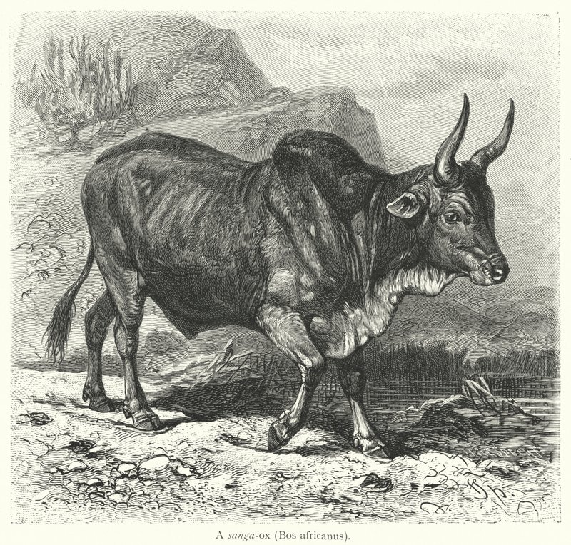En sanga-oxe, Bos africanus (gravyr) av European School