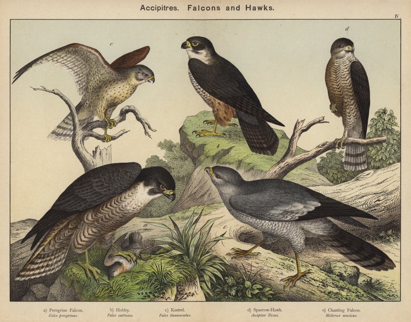 Accipitres, Falcons och Hawks av European School