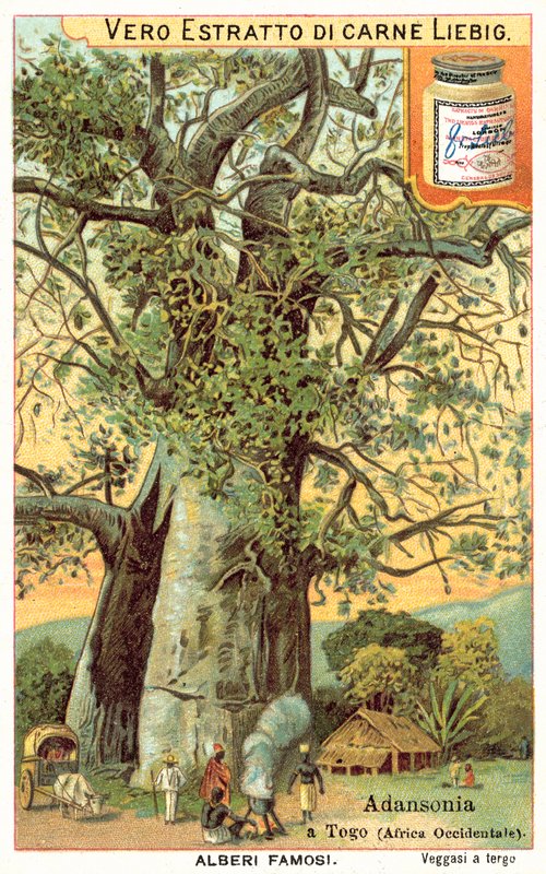 Adansonia-träd i Togo (chromolitho) av European School