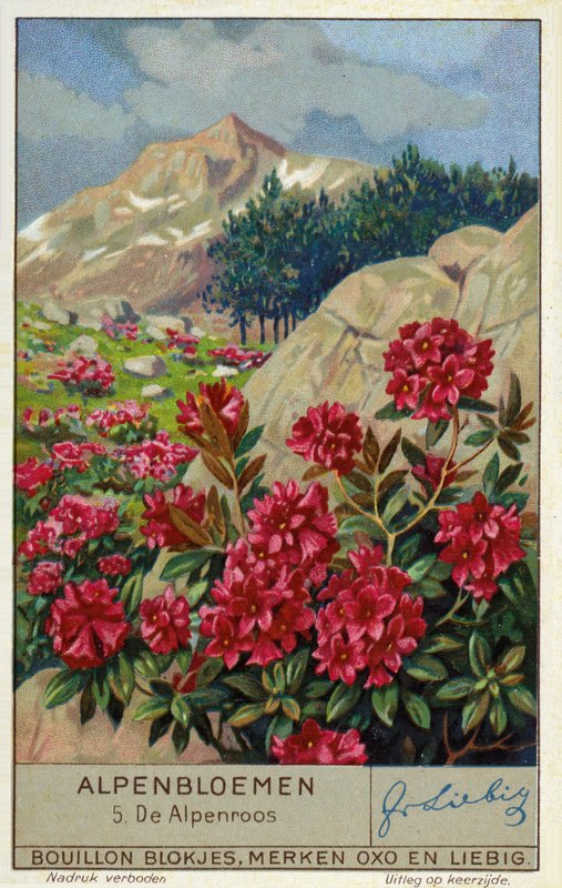 Alpenros (Rhododendron ferrugineum) (chromolitho) av European School