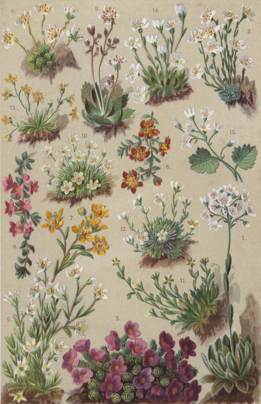 Alpin flora (chromolitho) av European School