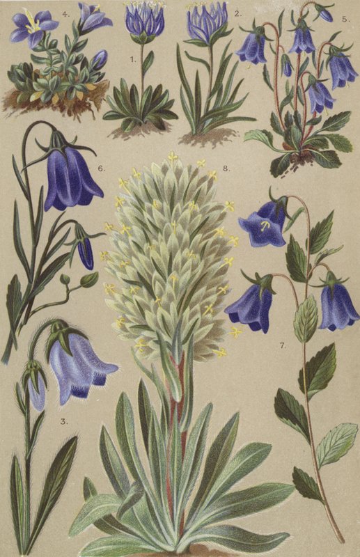 Alpin flora av European School