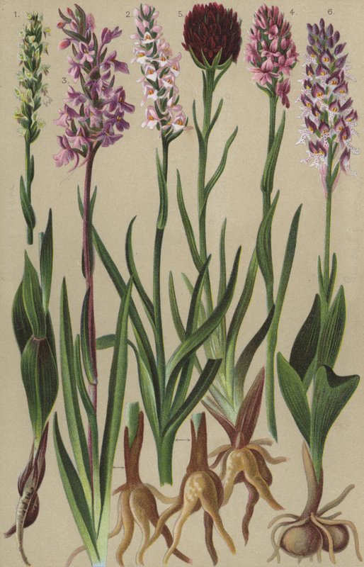 Alpin flora av European School