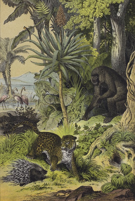 Djur och växter från Ekvatorialguinea (färg litho) av European School