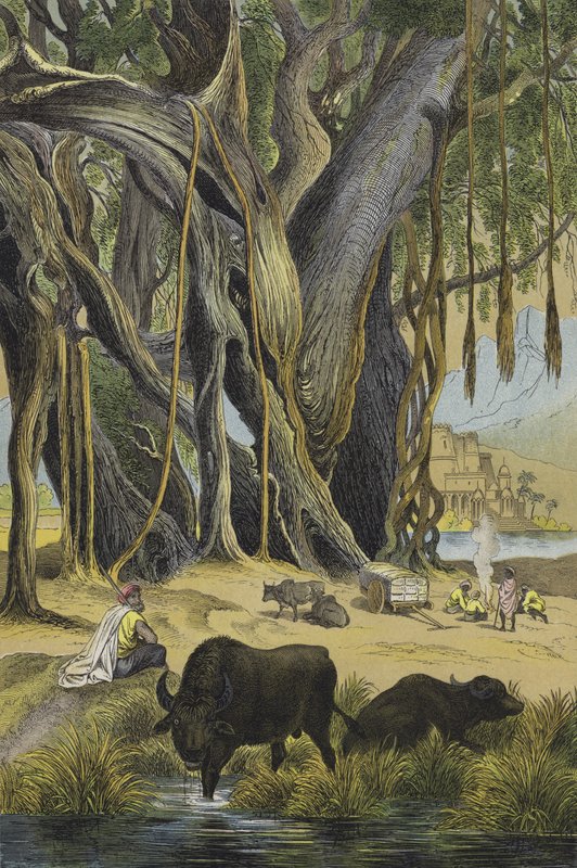 Djur och växter i Indien (färg litho) av European School