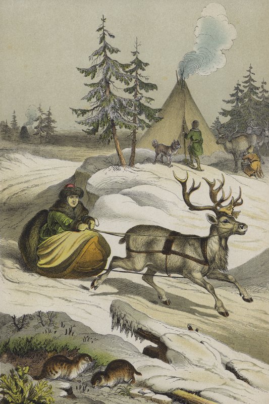 Djur och växter i Lappland (färg litho) av European School