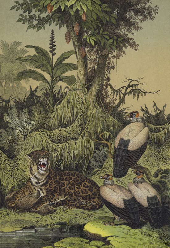 Djur och växter i New Granada, Sydamerika (färg litho) av European School