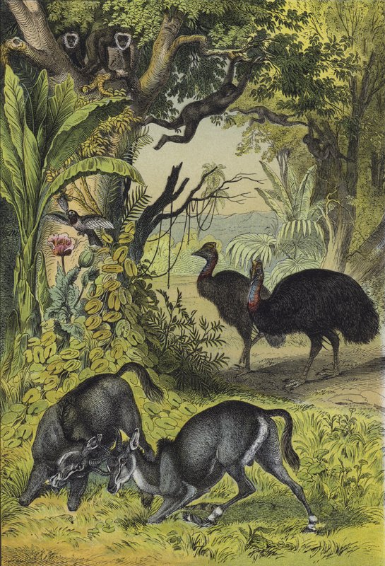 Djur och växter i södra Asien (färg litho) av European School