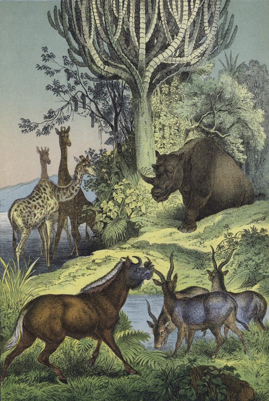 Djur och växter i det abessiniska bergslandet (färg litho) av European School