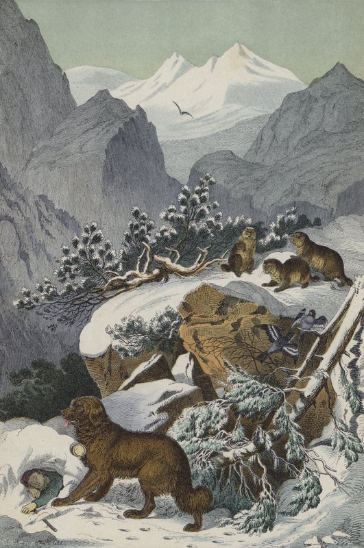Djur och växter i Alperna (färg litho) av European School