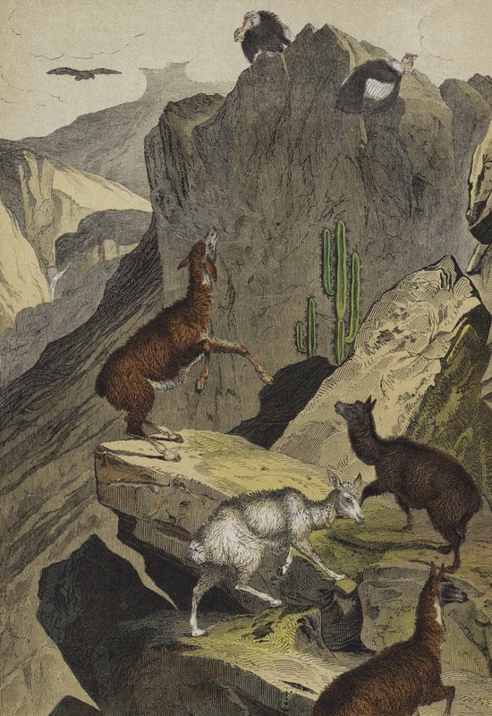 Djur och växter i Anderna (färg litho) av European School