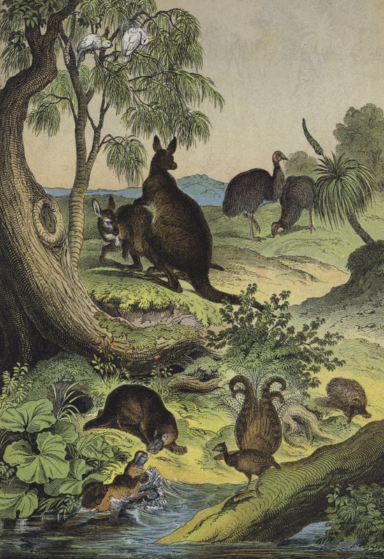 Djur och växter i den australiensiska interiören (färg litho) av European School