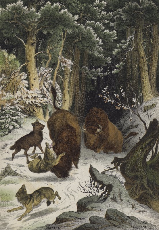Djur och växter i skogen Bialowicz, Litauen (färg litho) av European School