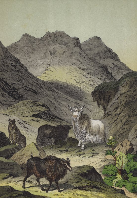 Djur och växter i Tibets högland (färg litho) av European School