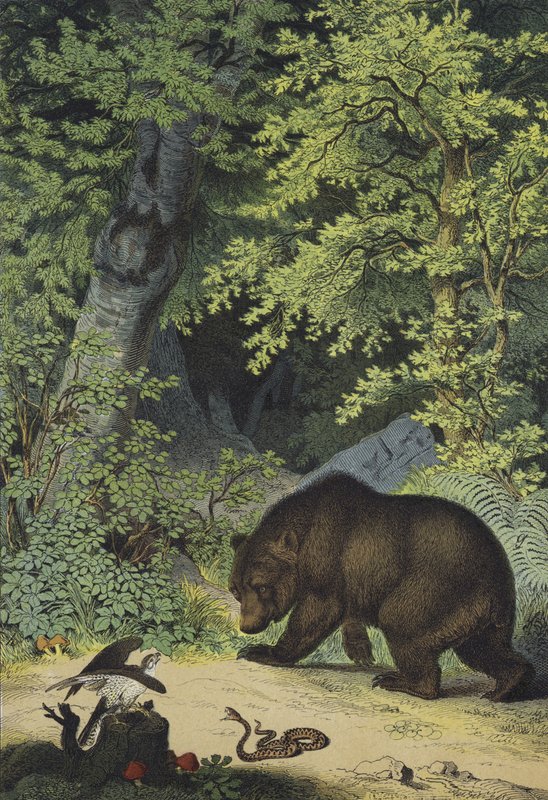 Djur och växter i de lummiga skogarna i Centraleuropa (färg litho) av European School