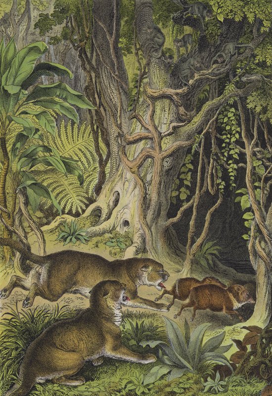 Djur i Guyana (färg litho) av European School
