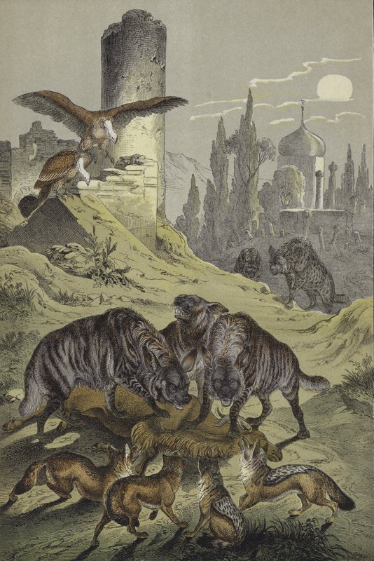Djur i Nordafrika (färg litho) av European School