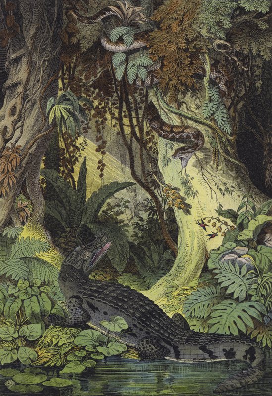 Djur i Amazonas djungler i Brasilien (färg litho) av European School