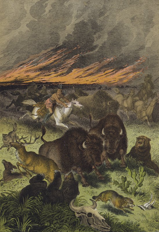 Djur från de nordamerikanska prärierna (färg litho) av European School