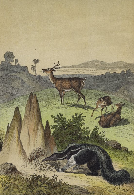 Djur från den sydamerikanska Pampas (färg litho) av European School