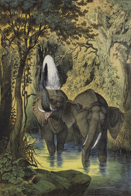 Djur i de sumpiga skogarna i Sudan (färg litho) av European School