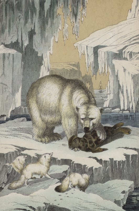 Djur i regionen på Nordpolen (färg litho) av European School