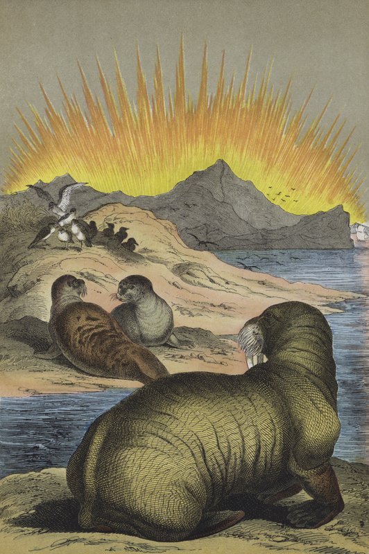 Djur i regionen på Nordpolen (färg litho) av European School