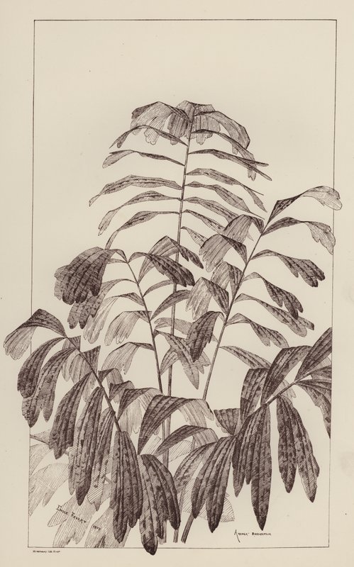 Arenga Saccaritlia (medlemmar) av European School