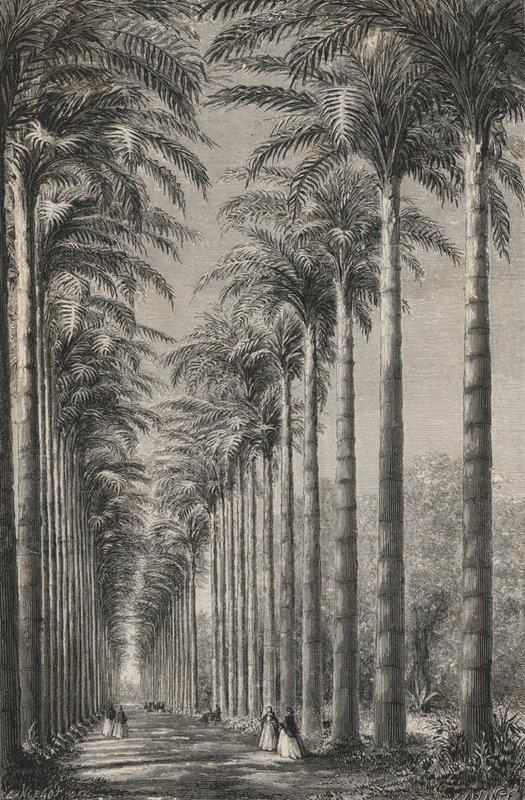 Avenyn med palmer i den botaniska trädgården i Rio-De-Janeiro (gravyr) av European School