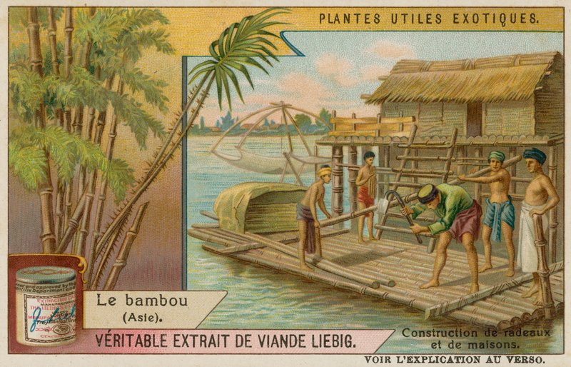 Bambu av European School