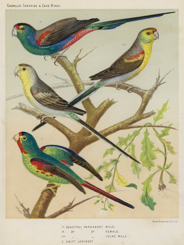 Vacker parrakeet, hane, hona, ung hane, Swift Lorikeet (färglitografi) av European School
