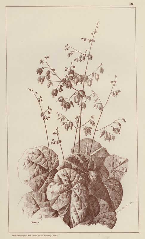 Bigonia (medlemmar) av European School