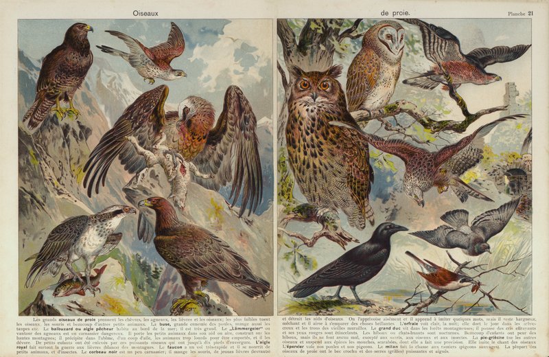 Rovfåglar (chromolitho) av European School