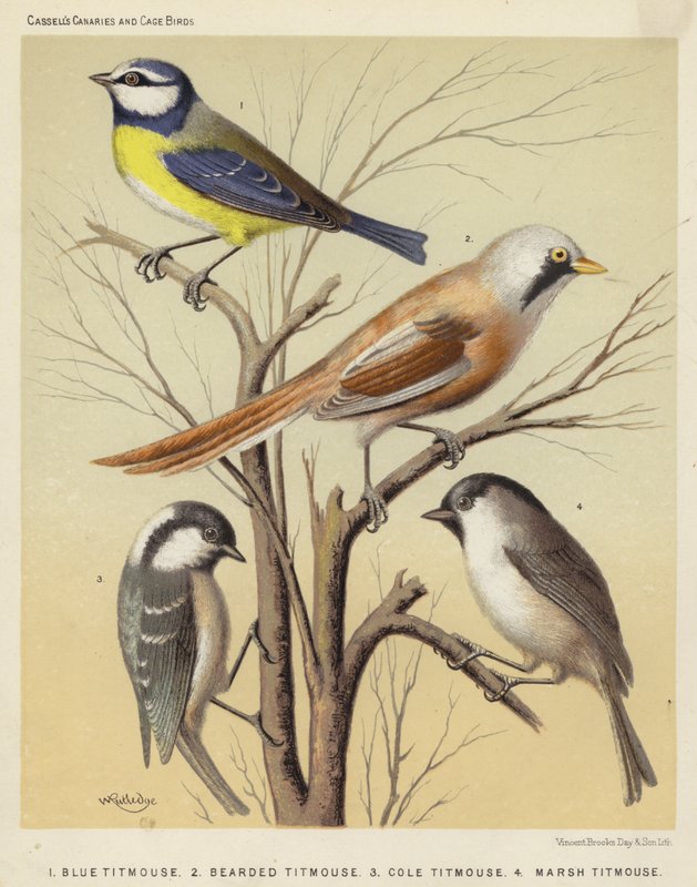 Blåmes, skäggmes, cole mes, marsh mes (färg litho) av European School