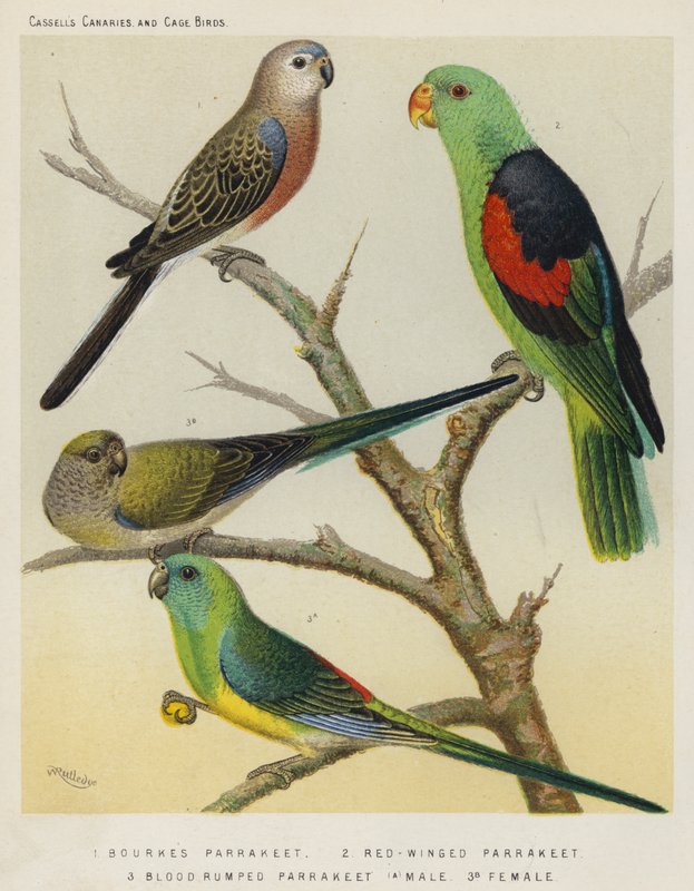 Bourkes Parrakeet, Red-Winged Parrakeet, Blodrumped Parrakeet, Hane, Hona (färg litho) av European School