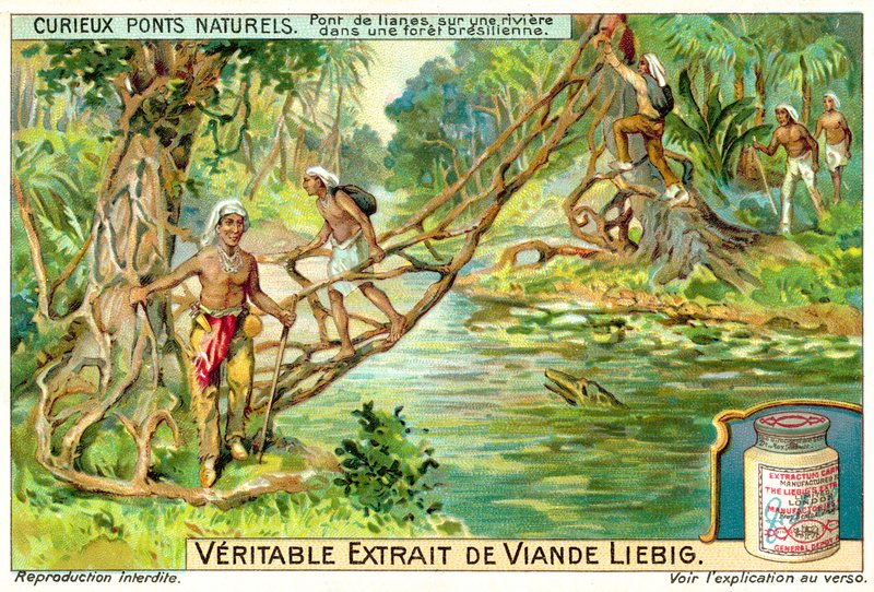 Bro som bildas av lianer över en flod i den brasilianska regnskogen (chromolitho) av European School