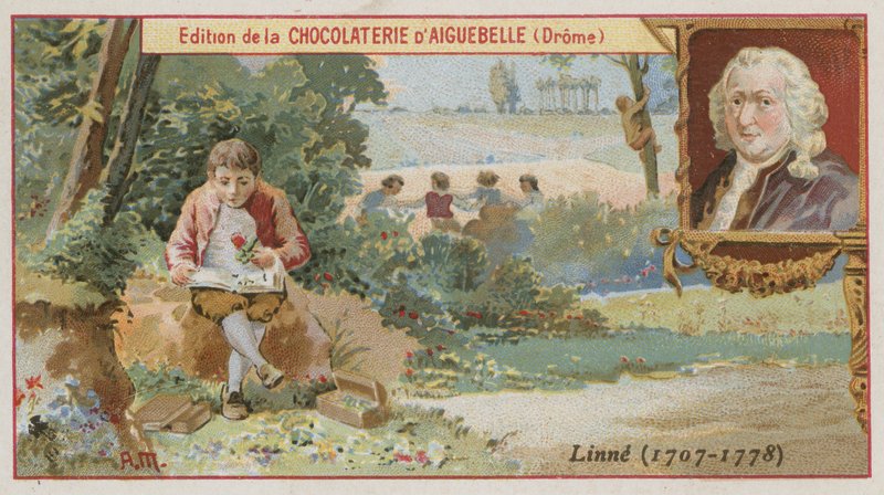 Carl Linnaeus, svensk botaniker och zoolog av European School