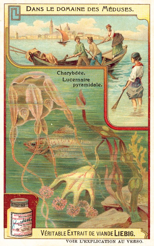 Charybdis och Pyramidal Lucernia (chromolitho) av European School