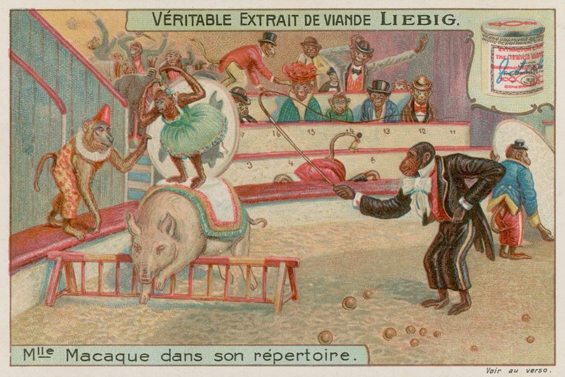 Cirkus av apor av European School