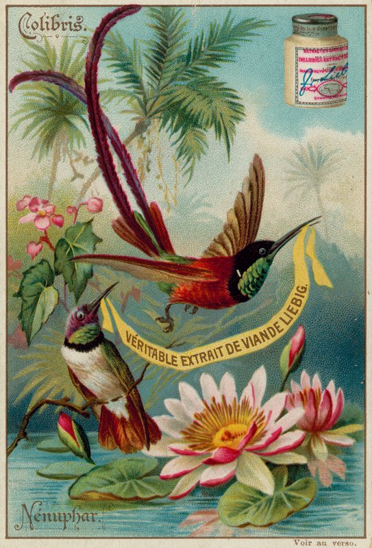 Colibris och Nenuphar av European School