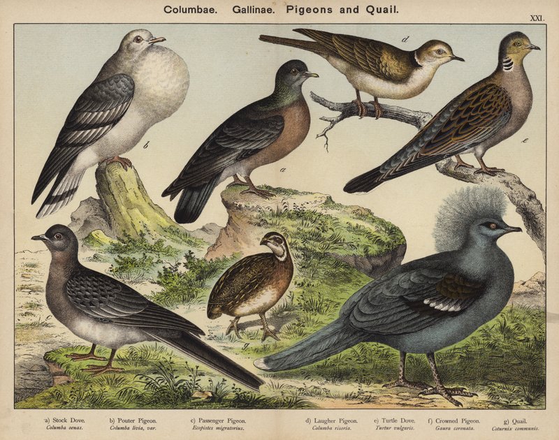Columbae, Gallinae, duvor och vaktlar (färglitografi) av European School