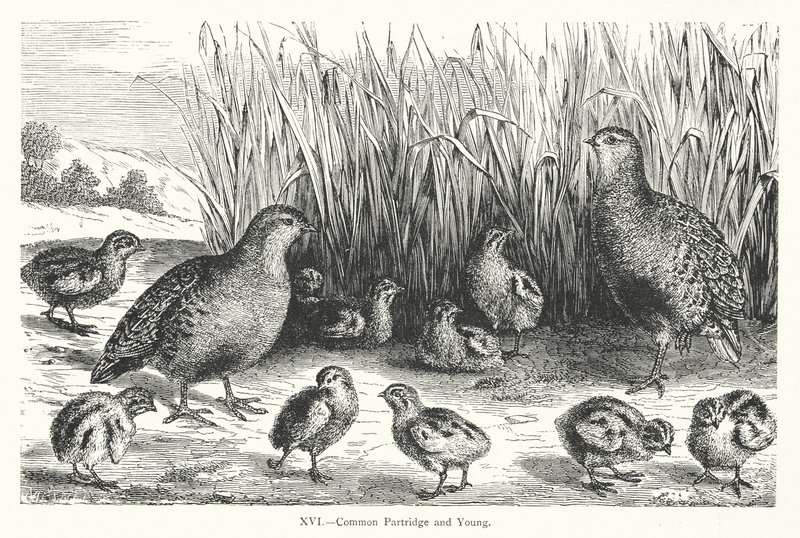 Common Partridge and Young (gravyr) av European School