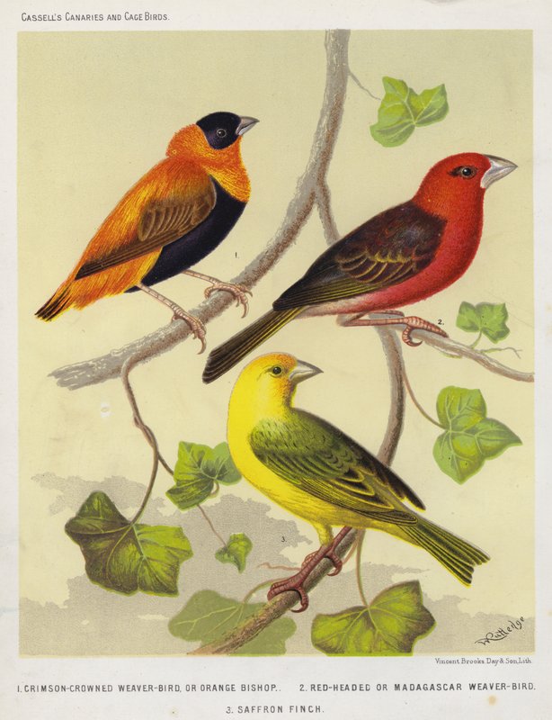 Crimson-Crowned Weaver-Bird eller Orange Bishop, Red-Headed eller Madagascar Weaver-Bird, Saffron Finch (färglitografi) av European School