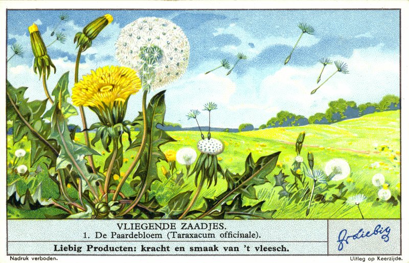 Maskros (Taraxacum officinale) (chromolitho) av European School