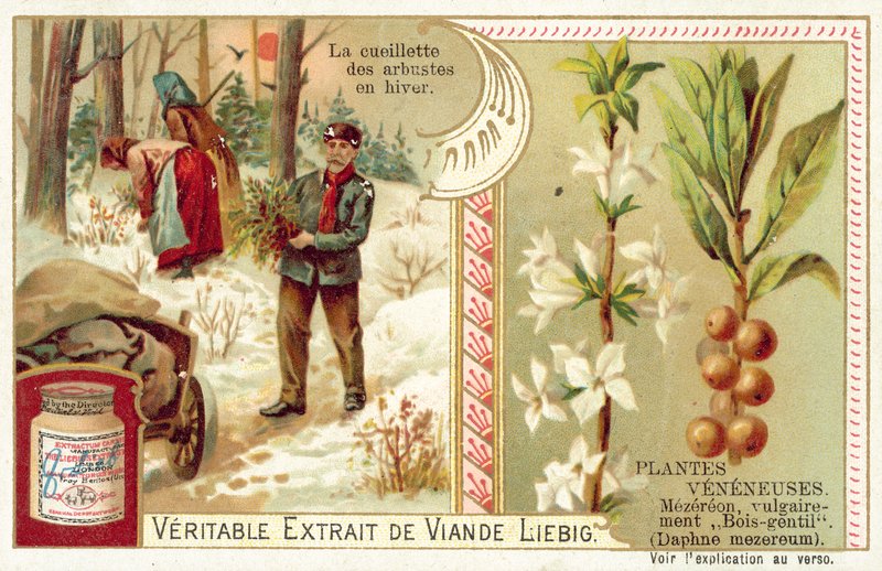 Daphne mezereum (chromolitho) av European School