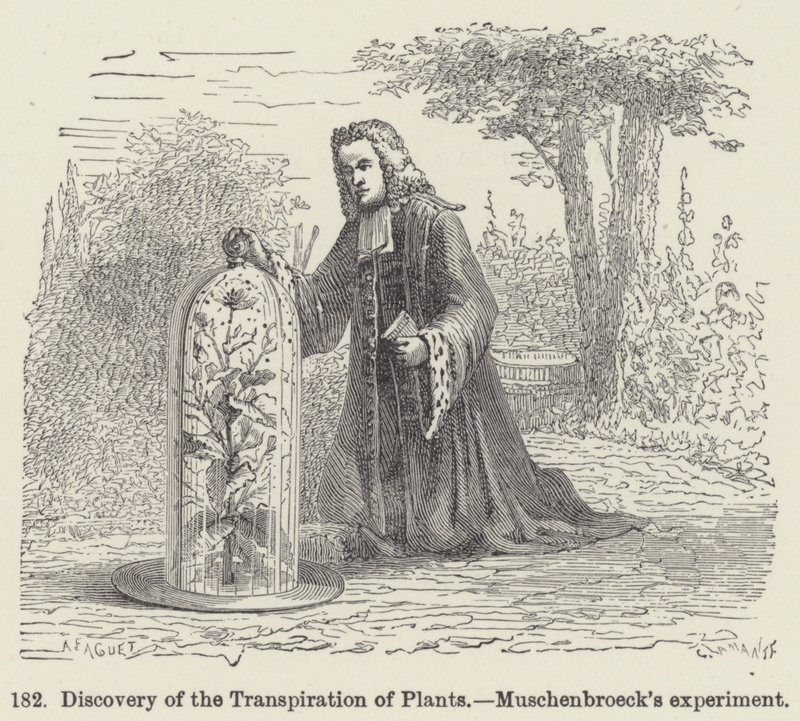 Discovery of the Transpiration of Plants, Muschenbroecks experiment (gravyr) av European School